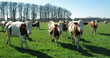 Vache broutant de l'herbe dans un champs.